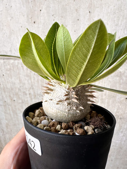 【現品限り】パキポディウム・恵比寿大黒 デンシカウレ【H42】 Pachypodium Densicaule