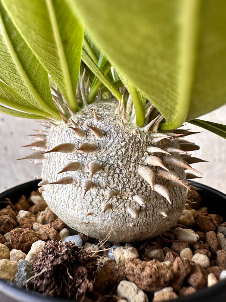 【現品限り】パキポディウム・恵比寿大黒 デンシカウレ【H42】 Pachypodium Densicaule