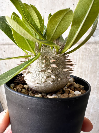 【現品限り】パキポディウム・恵比寿大黒 デンシカウレ【H42】 Pachypodium Densicaule