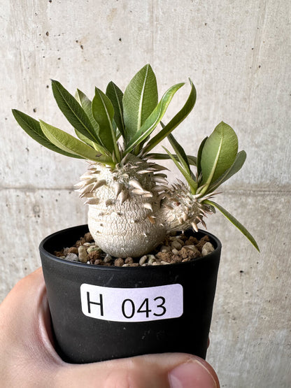 【現品限り】パキポディウム・恵比寿大黒 デンシカウレ【H43】 Pachypodium Densicaule