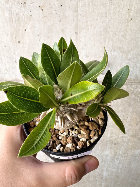 【現品限り】パキポディウム・恵比寿大黒 デンシカウレ【H43】 Pachypodium Densicaule