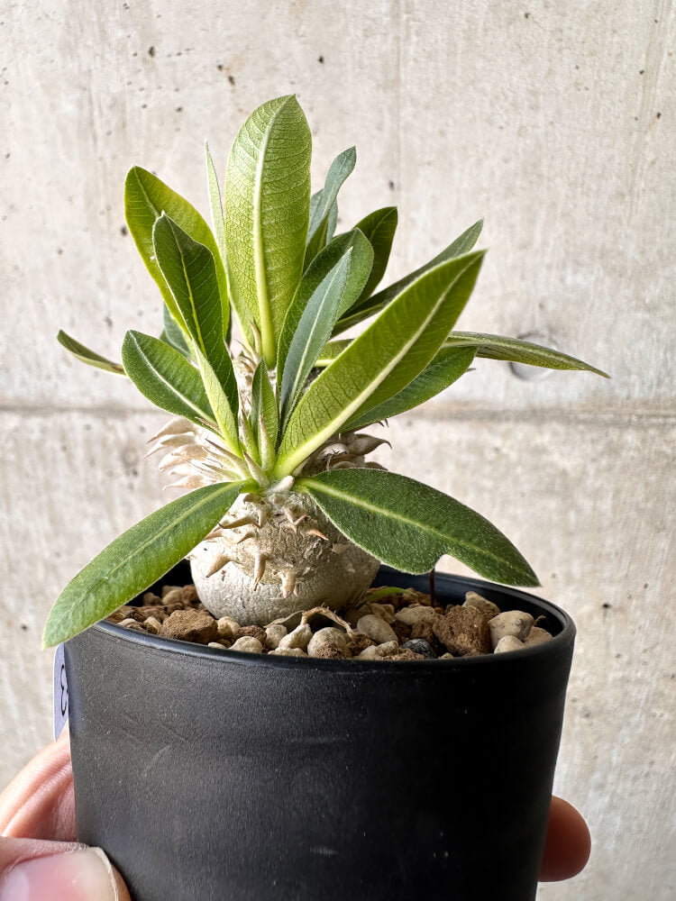 【現品限り】パキポディウム・恵比寿大黒 デンシカウレ【H43】 Pachypodium Densicaule