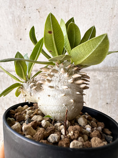 【現品限り】パキポディウム・恵比寿大黒 デンシカウレ【H43】 Pachypodium Densicaule