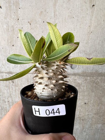 【現品限り】パキポディウム・恵比寿大黒 デンシカウレ【H44】 Pachypodium Densicaule