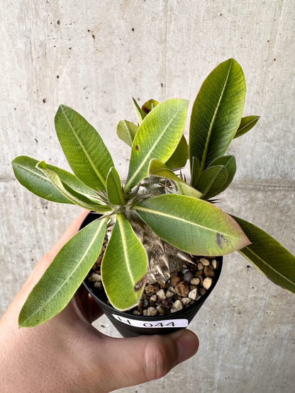 【現品限り】パキポディウム・恵比寿大黒 デンシカウレ【H44】 Pachypodium Densicaule