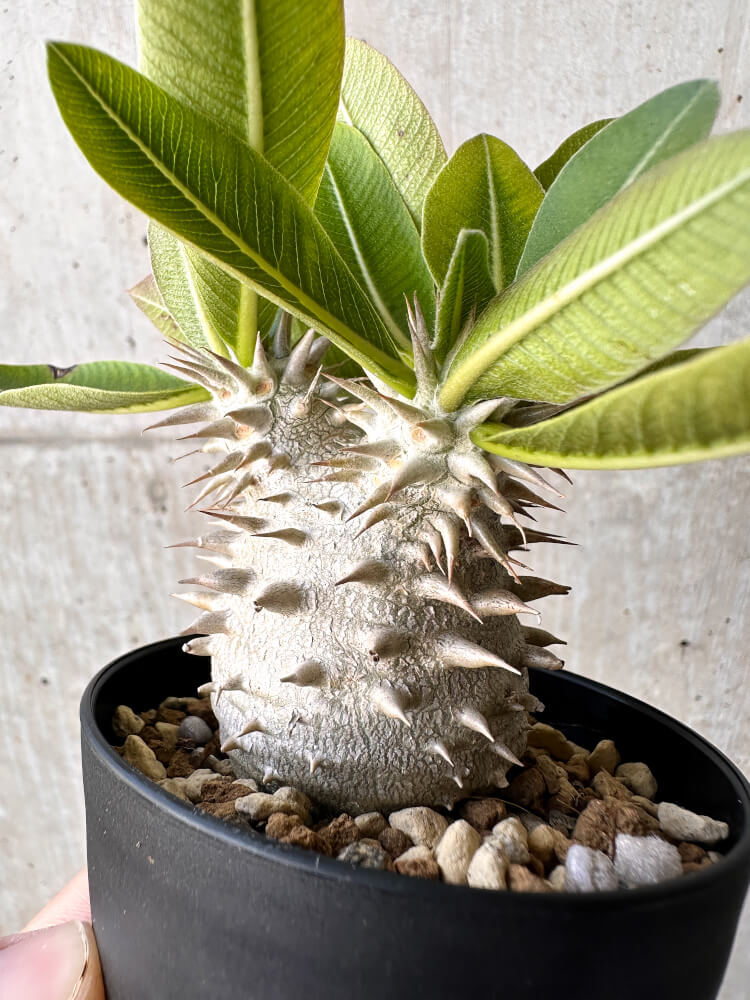 【現品限り】パキポディウム・恵比寿大黒 デンシカウレ【H44】 Pachypodium Densicaule