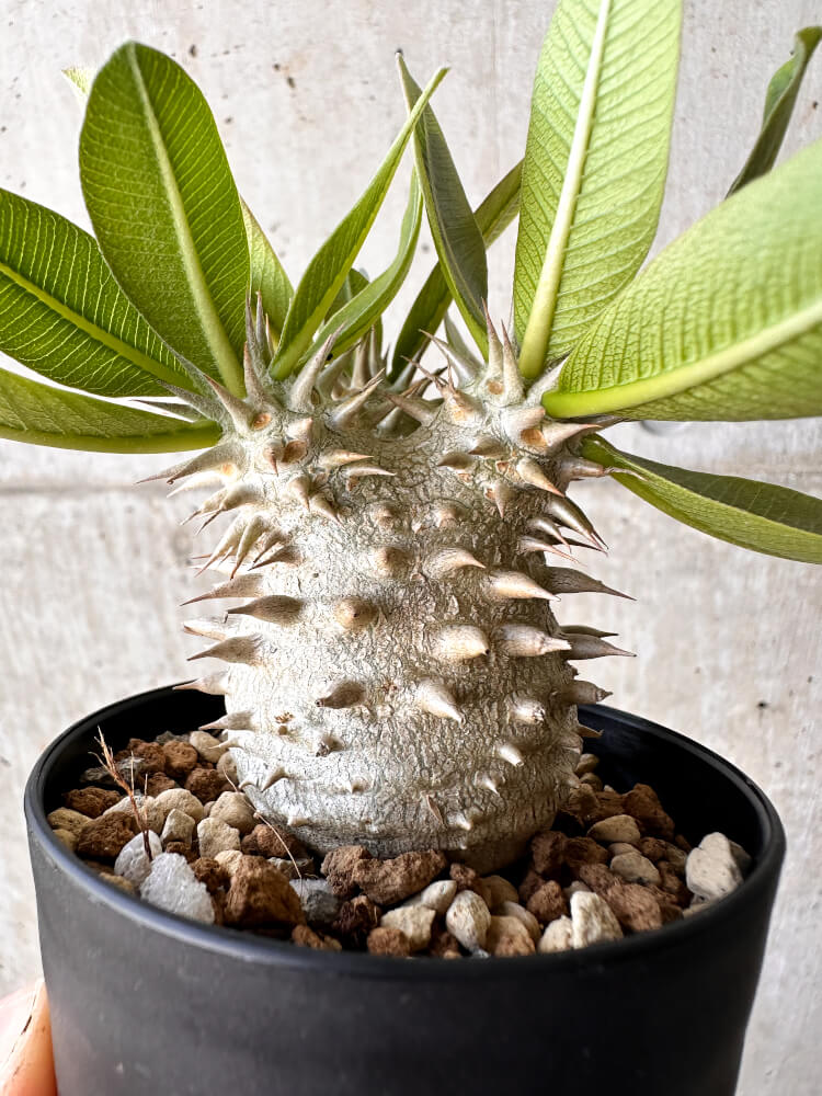 【現品限り】パキポディウム・恵比寿大黒 デンシカウレ【H44】 Pachypodium Densicaule