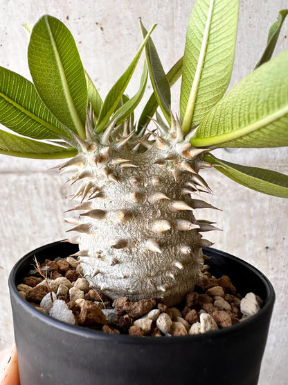 【現品限り】パキポディウム・恵比寿大黒 デンシカウレ【H44】 Pachypodium Densicaule