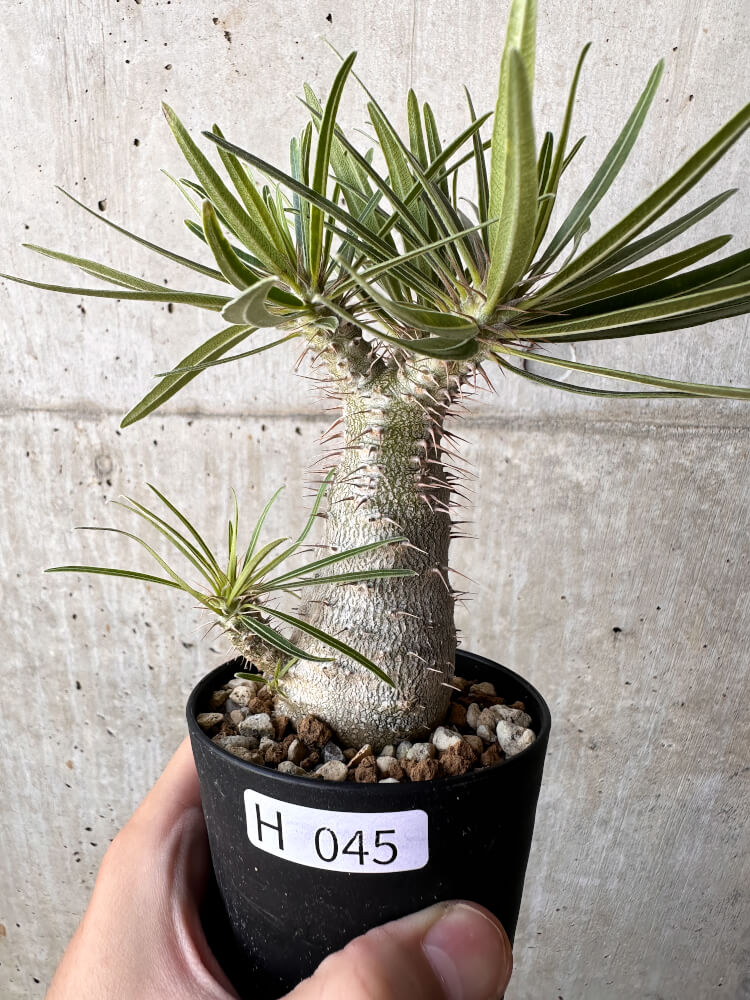 【現品限り】パキポディウム・グラキリス【H45】 Pachypodium gracilius