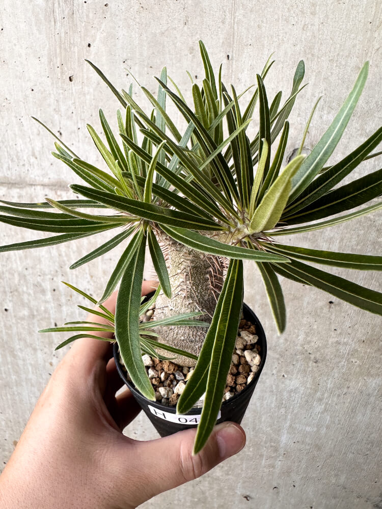 【現品限り】パキポディウム・グラキリス【H45】 Pachypodium gracilius