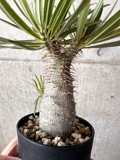 【現品限り】パキポディウム・グラキリス【H45】 Pachypodium gracilius