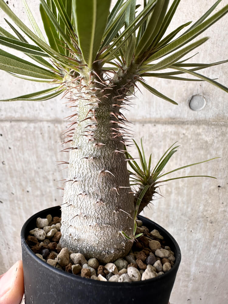 現品限り】パキポディウム・グラキリス【H45】 Pachypodium gracilius