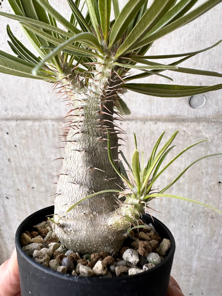 現品限り】パキポディウム・グラキリス【H45】 Pachypodium gracilius