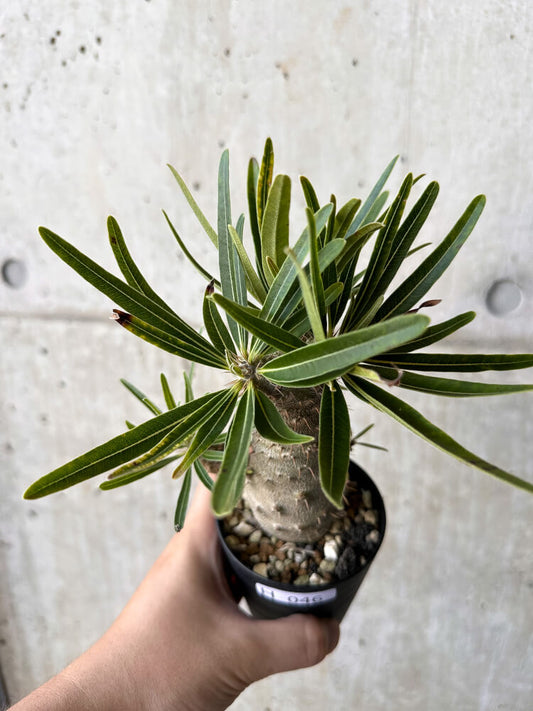 【現品限り】パキポディウム・グラキリス【H46】 Pachypodium gracilius