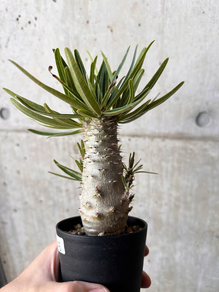 【現品限り】パキポディウム・グラキリス【H46】 Pachypodium gracilius