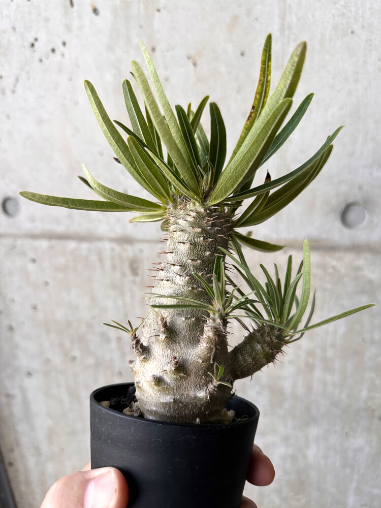 【現品限り】パキポディウム・グラキリス【H46】 Pachypodium gracilius