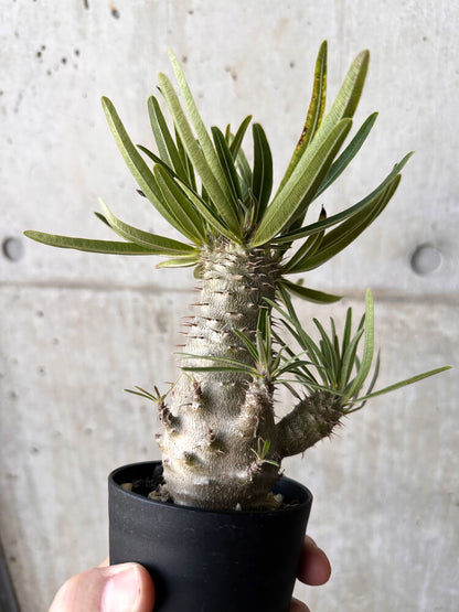 【現品限り】パキポディウム・グラキリス【H46】 Pachypodium gracilius