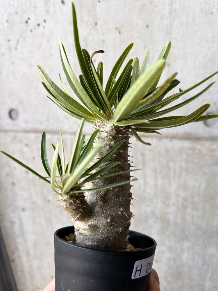 【現品限り】パキポディウム・グラキリス【H46】 Pachypodium gracilius