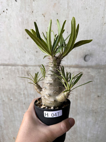 【現品限り】パキポディウム・グラキリス【H47】 Pachypodium gracilius