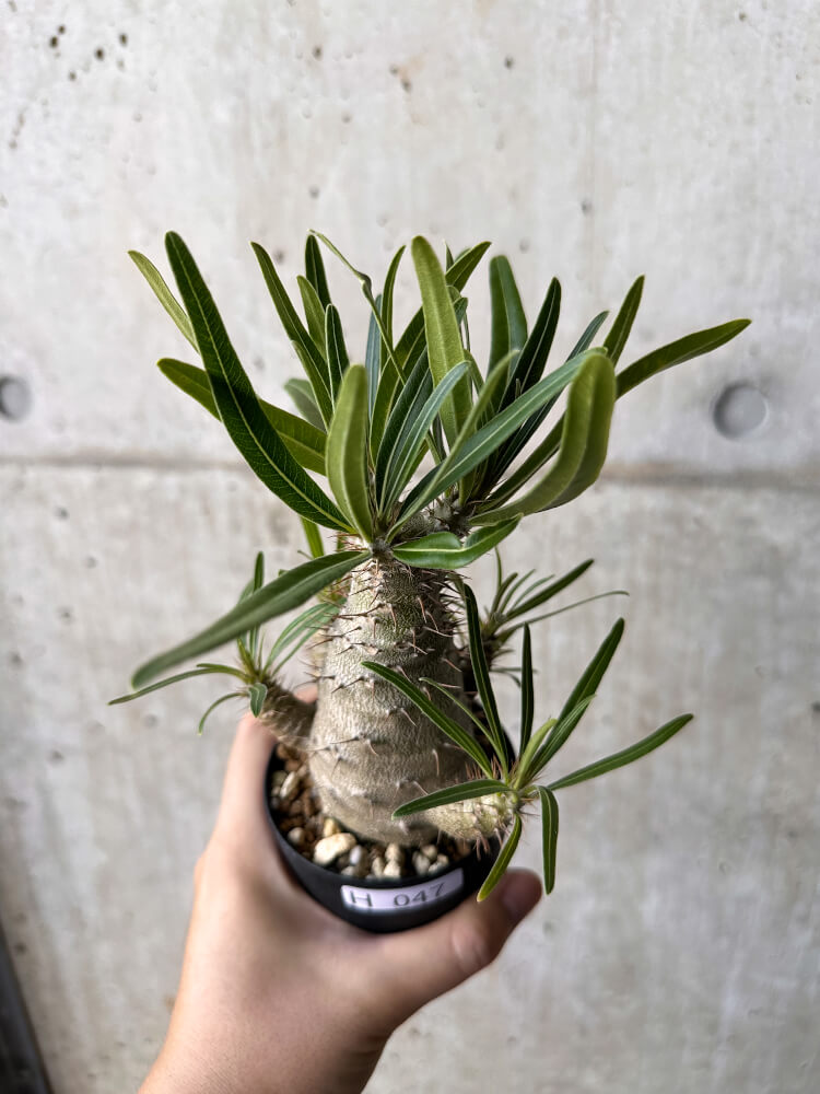 【現品限り】パキポディウム・グラキリス【H47】 Pachypodium gracilius