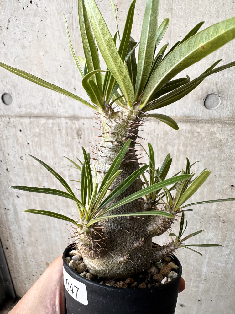 【現品限り】パキポディウム・グラキリス【H47】 Pachypodium gracilius