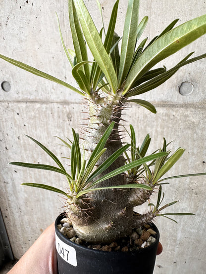 【現品限り】パキポディウム・グラキリス【H47】 Pachypodium gracilius