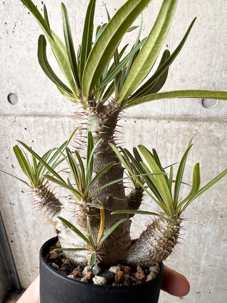 【現品限り】パキポディウム・グラキリス【H47】 Pachypodium gracilius