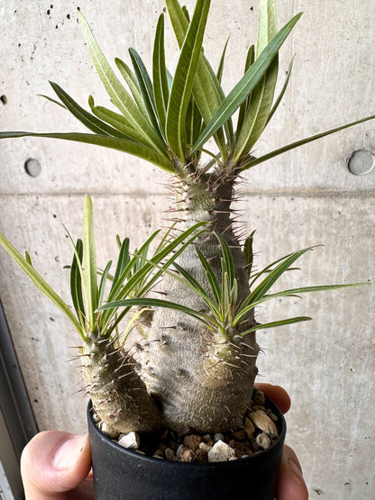 【現品限り】パキポディウム・グラキリス【H47】 Pachypodium gracilius