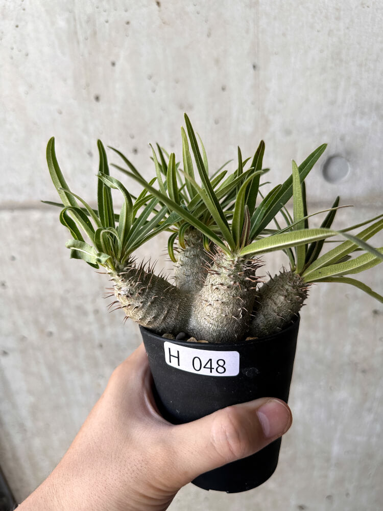 【現品限り】パキポディウム・グラキリス【H48】 Pachypodium gracilius