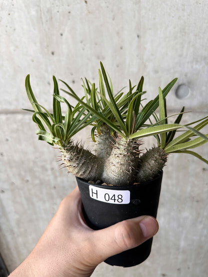 【現品限り】パキポディウム・グラキリス【H48】 Pachypodium gracilius
