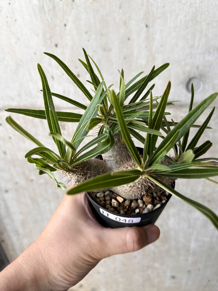 【現品限り】パキポディウム・グラキリス【H48】 Pachypodium gracilius