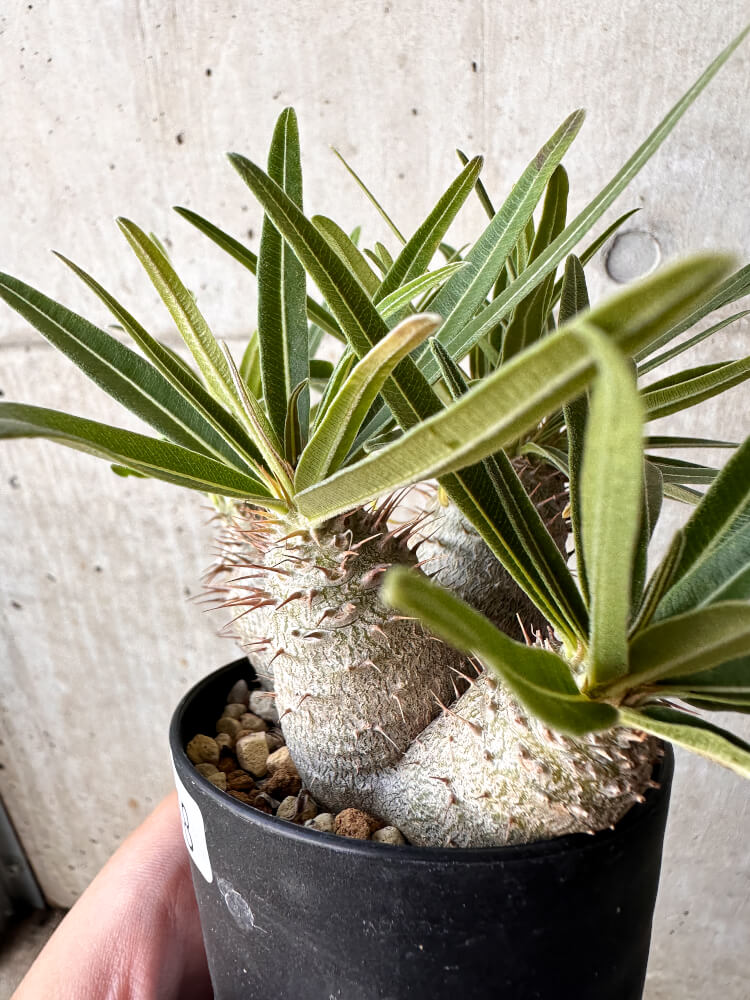 【現品限り】パキポディウム・グラキリス【H48】 Pachypodium gracilius