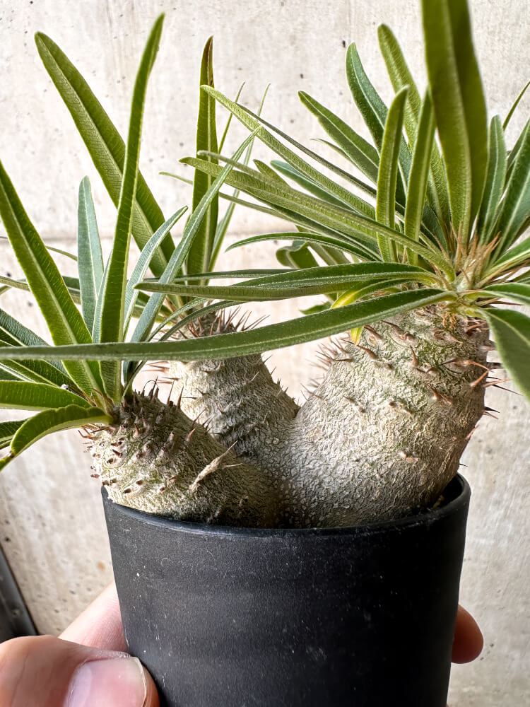 【現品限り】パキポディウム・グラキリス【H48】 Pachypodium gracilius