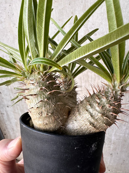 【現品限り】パキポディウム・グラキリス【H48】 Pachypodium gracilius
