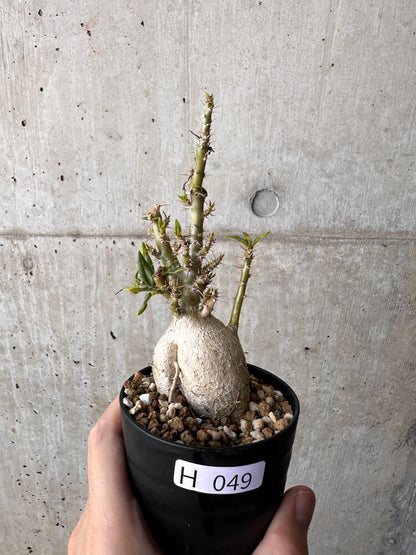 【現品限り】パキポディウム・ビスピノーサム【H49】 Pachypodium bispinosum