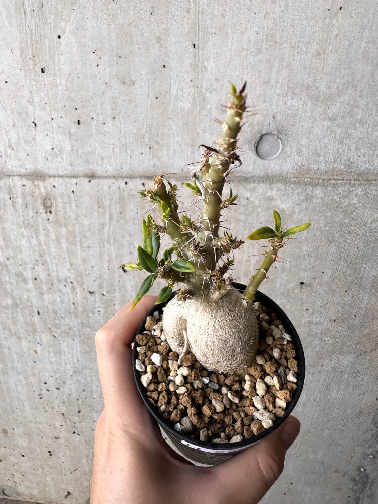 【現品限り】パキポディウム・ビスピノーサム【H49】 Pachypodium bispinosum