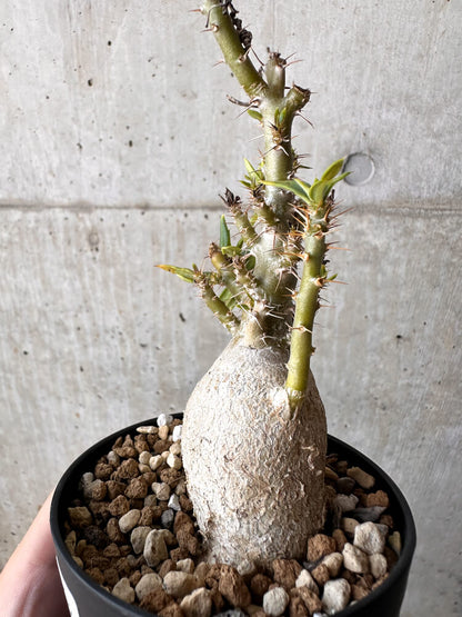 【現品限り】パキポディウム・ビスピノーサム【H49】 Pachypodium bispinosum