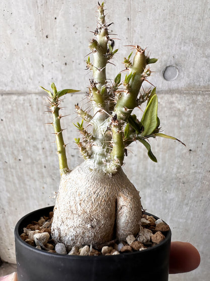【現品限り】パキポディウム・ビスピノーサム【H49】 Pachypodium bispinosum