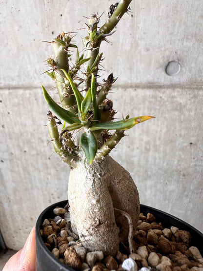 【現品限り】パキポディウム・ビスピノーサム【H49】 Pachypodium bispinosum