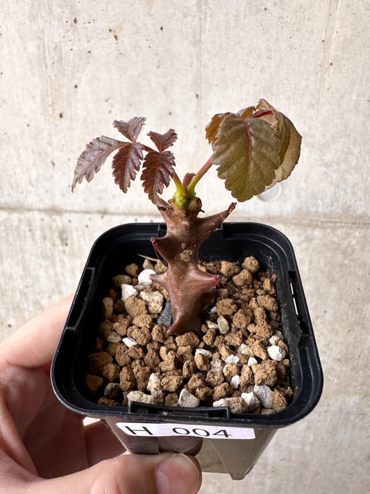 【現品限り】ベイセリア・メキシカーナ【H4】 Beiselia mexicana