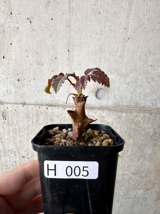 【現品限り】ベイセリア・メキシカーナ【H5】 Beiselia mexicana