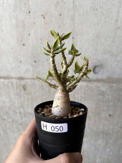 【現品限り】パキポディウム・ビスピノーサム【H50】 Pachypodium bispinosum