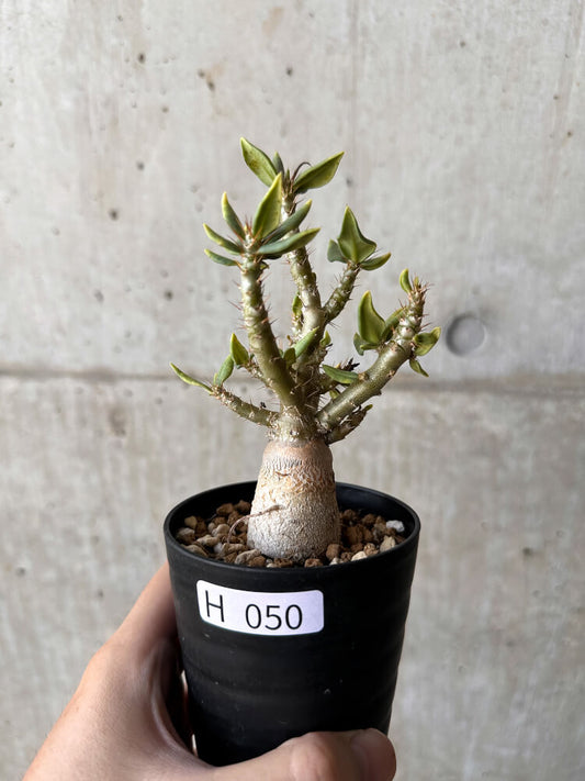 【現品限り】パキポディウム・ビスピノーサム【H50】 Pachypodium bispinosum
