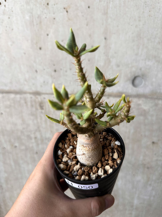 【現品限り】パキポディウム・ビスピノーサム【H50】 Pachypodium bispinosum