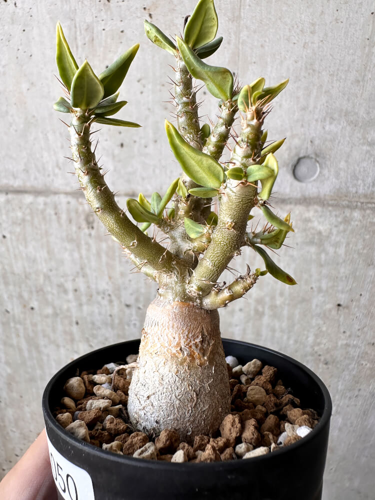 【現品限り】パキポディウム・ビスピノーサム【H50】 Pachypodium bispinosum