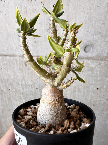 【現品限り】パキポディウム・ビスピノーサム【H50】 Pachypodium bispinosum