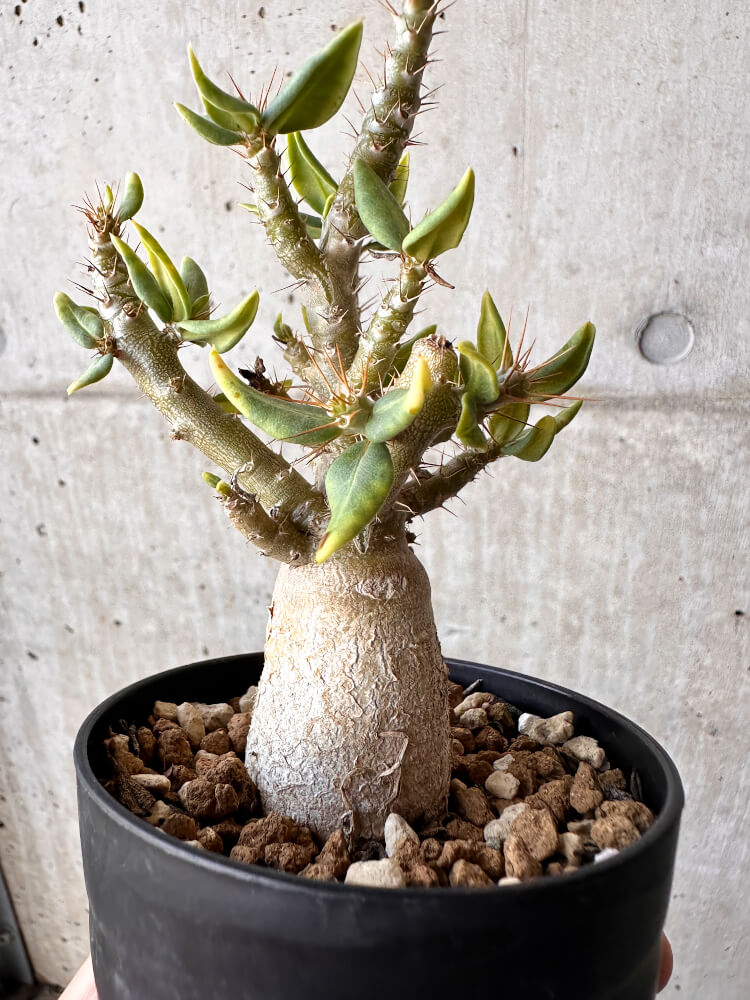 【現品限り】パキポディウム・ビスピノーサム【H50】 Pachypodium bispinosum
