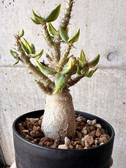 【現品限り】パキポディウム・ビスピノーサム【H50】 Pachypodium bispinosum