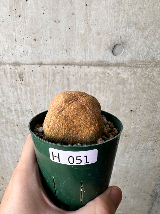 【現品限り】プセウドリトス・クビフォルメ【H51】 Pseudolithos cubiforme