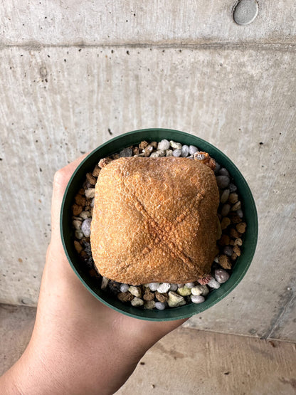 【現品限り】プセウドリトス・クビフォルメ【H51】 Pseudolithos cubiforme